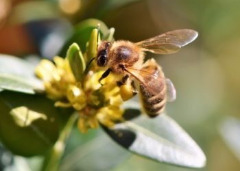 Crece el interés y el respeto mundial por las abejas y otros polinizadores