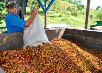 Hacia la búsqueda de la prosperidad cafetera
