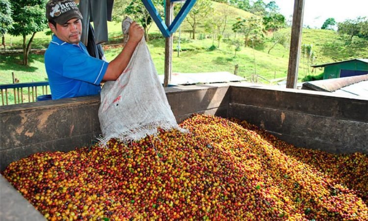 Hacia la búsqueda de la prosperidad cafetera