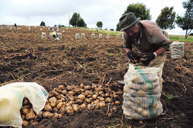 Más y mejores oportunidades de agronegocios en América Latina