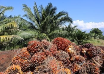 Inmensos avances de la agroindustria de la palma de aceite en Colombia