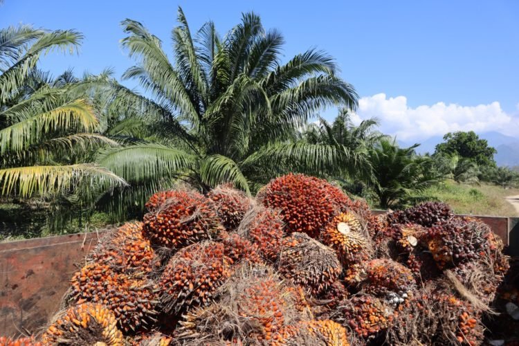 Inmensos avances de la agroindustria de la palma de aceite en Colombia