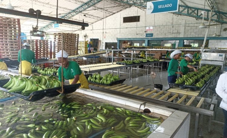 La transparencia de Banacol ante supuestas acciones al margen de la ley