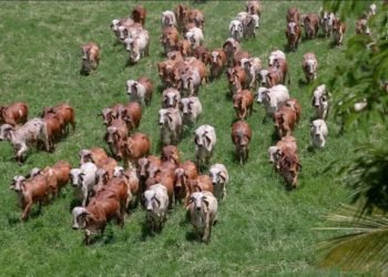 Ganadería bovina y cambio climático, no es todo lo que se dice