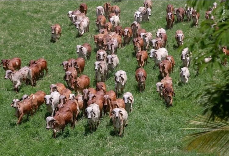 Ganadería bovina y cambio climático, no es todo lo que se dice