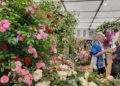 Chelsea Flower Show 2023