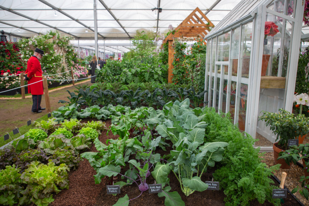 Pensionado del Royal Hospital Chelsea observa un jardín de huerto cultivado con diversas plantas comestibles.