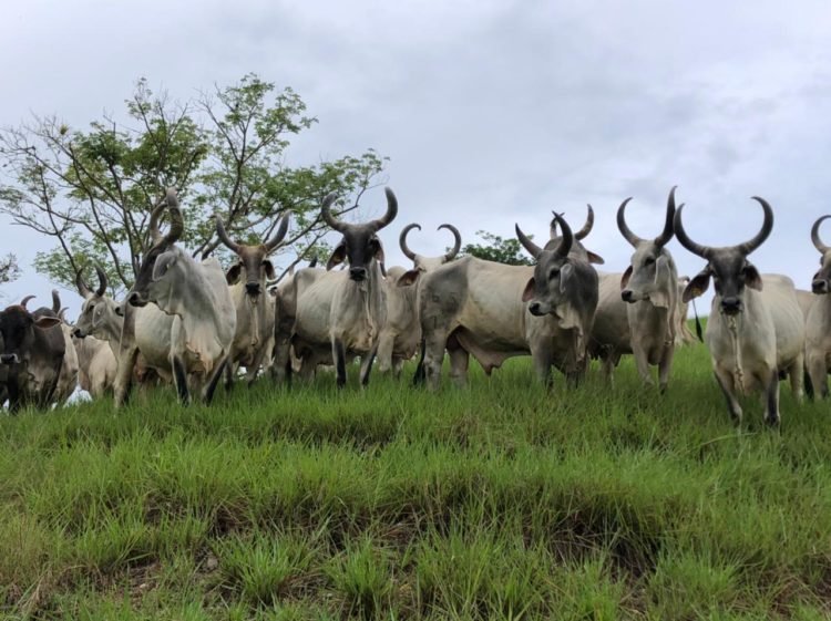 Abril y mayo, vienen los grandes eventos agropecuarios