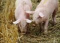 Innovación y tecnología en porcicultura
