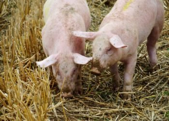 Innovación y tecnología en porcicultura
