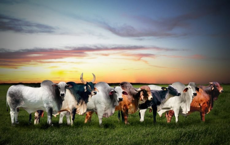 Esta semana es la 89 Expozebu y el Comcebú 2024, en Uberaba (MG), Brasil