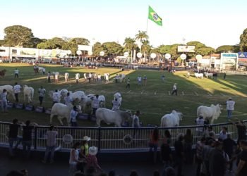 Los grandes avances del ganado cebú en América y el mundo