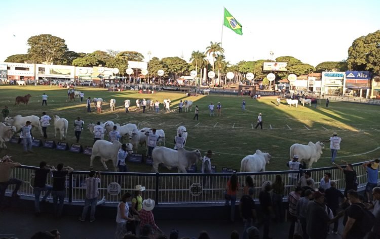 Los grandes avances del ganado cebú en América y el mundo
