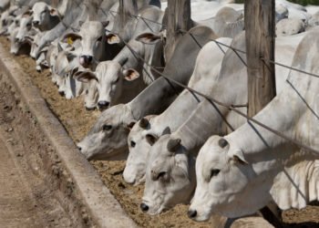 Bienestar animal y sistema financiero