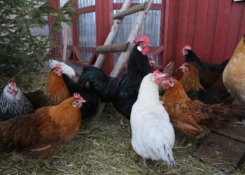 Avances de la agroindustria avícola