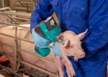 Prevención de enfermedades porcinas