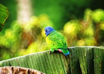 COP16, compromiso de cuidado con la vida, el planeta y su biodiversidad