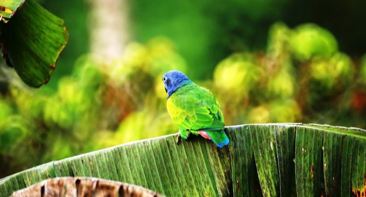 COP16, compromiso de cuidado con la vida, el planeta y su biodiversidad