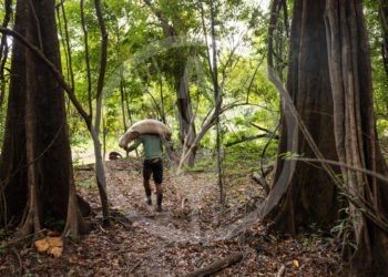 Bioeconomía Amazónica, un camino imprescindible para el desarrollo sostenible