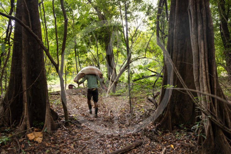 Bioeconomía Amazónica, un camino imprescindible para el desarrollo sostenible