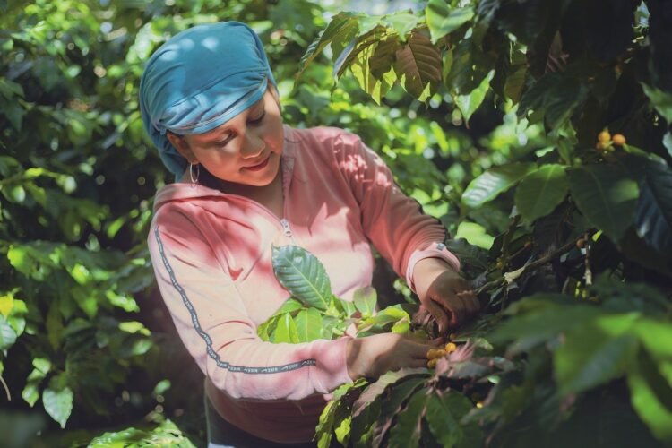 Reindustrialización multisectorial para emprendedores y pymes