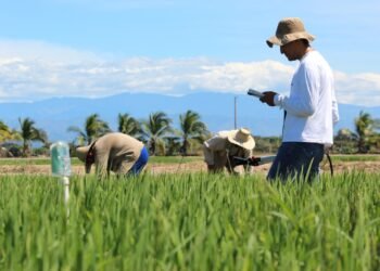 Preocupación de los arroceros por la seguridad alimentaria y la creciente inseguridad nacional