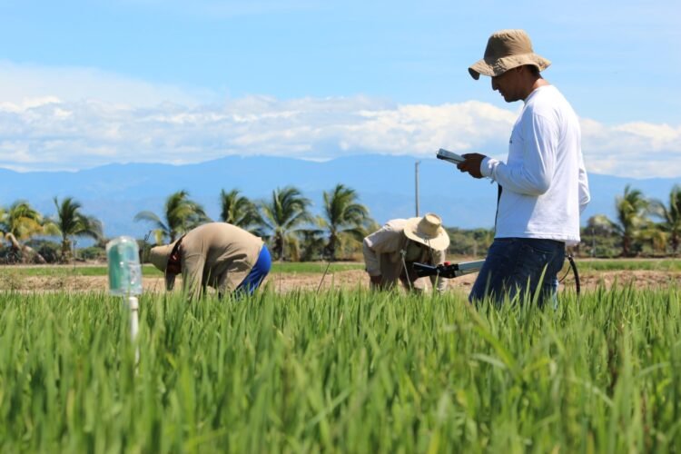 Preocupación de los arroceros por la seguridad alimentaria y la creciente inseguridad nacional