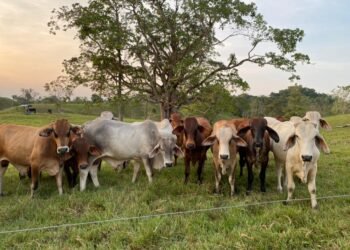 Proyecto de ley de la Jurisdicción Agraria