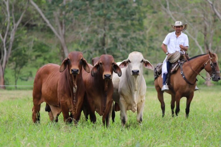 Ganadería colombiana está blindada contra la aftosa