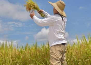 Productores de arroz buscan superar crisis coyuntural