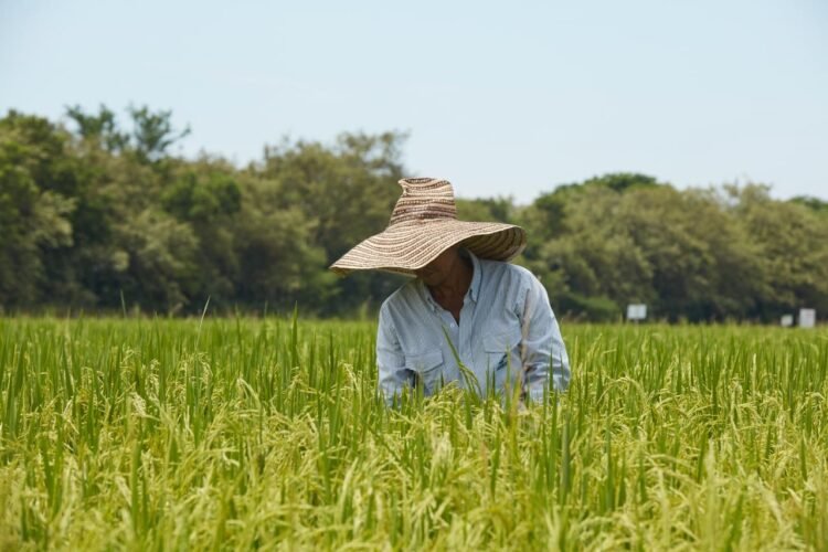 Productores de arroz buscan superar crisis coyuntural