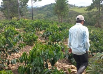 Las perspectivas agrícolas para la próxima década, según la  OCDE y la FAO