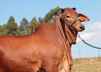 Una ExpoGenética 2025 llena de buenas experiencias y negocios