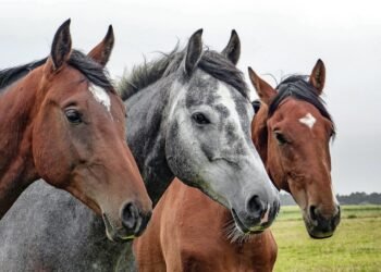 Alerta por encefalitis equina