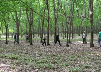 Agroindustria del Caucho