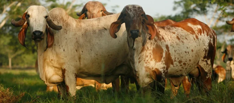 Feria Nacional Cebú