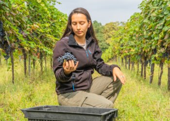 Las uvas en el programa ENPARD IV de la FAO y Suecia