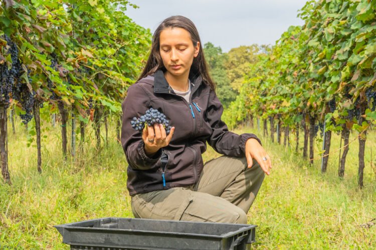 Las uvas en el programa ENPARD IV de la FAO y Suecia