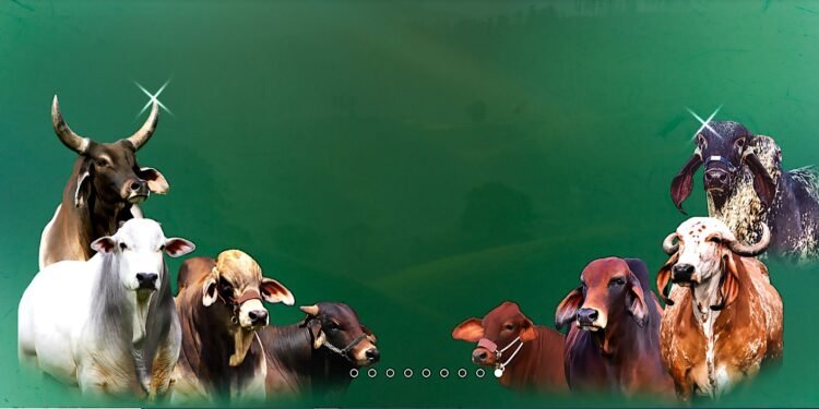 “Vamos a modernizar la ganadería”, Octavio Vargas Daza