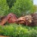 Chelsea Flower Show 2026 - Mejor Jardín de la exhbición.
